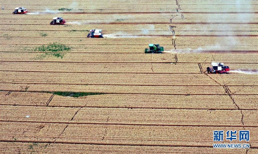 (社會)(1)“糧王”開鐮收麥