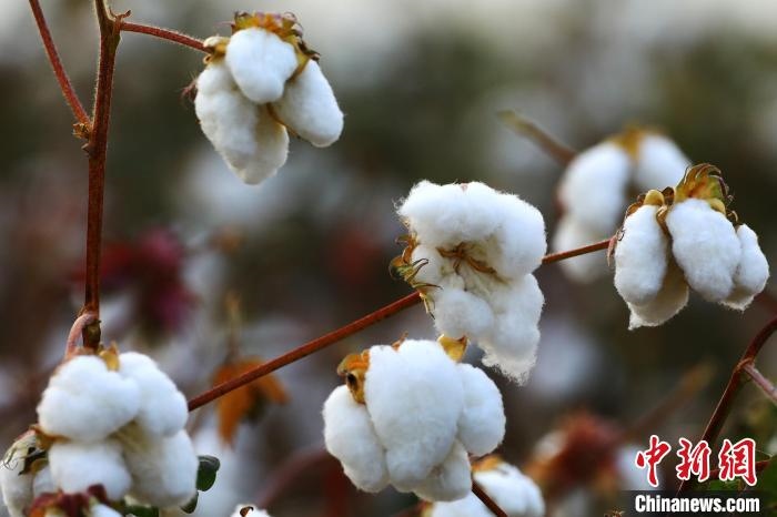 朵朵棉花吐絮盛開(kāi)?！⑵G敏 攝