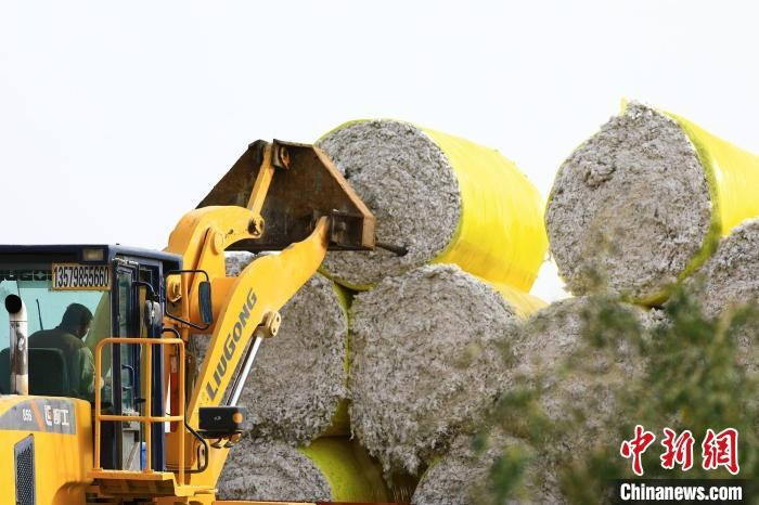 叉車(chē)將采棉機(jī)吐出的“金蛋蛋”裝車(chē)?！「唠p強(qiáng) 攝