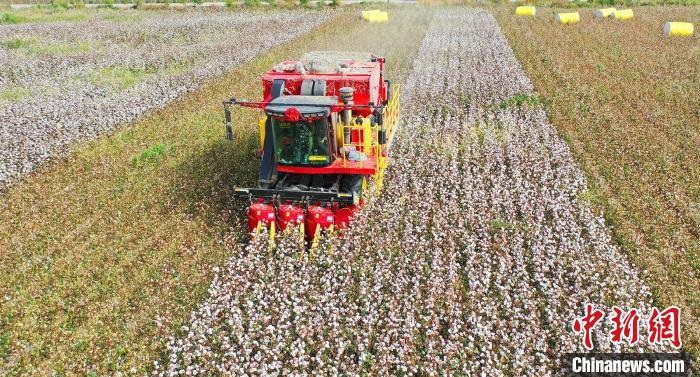 采棉機(jī)正在采收棉花，猶如在五線譜上跳動(dòng)的音符，正在演奏豐收的樂(lè)章?！∷谓?攝