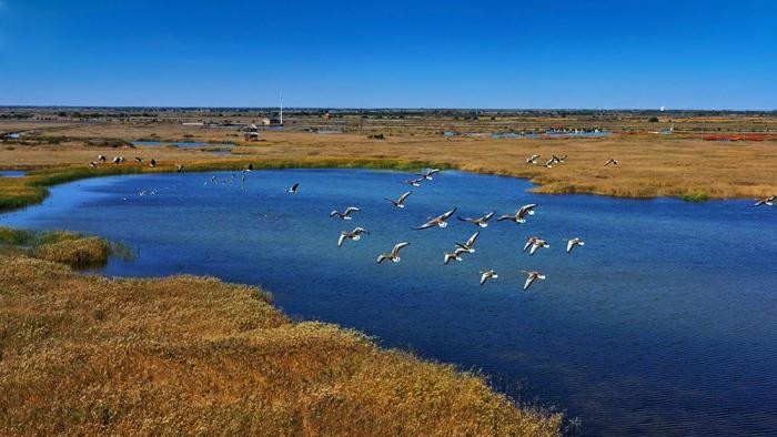 △黃河三角洲擁有天然蘆葦270平方公里，是東北亞內(nèi)陸和環(huán)西太平洋鳥(niǎo)類(lèi)遷徙重要的“中轉(zhuǎn)站”、越冬地和繁殖地。(總臺(tái)央視記者李煒、程鋮拍攝)