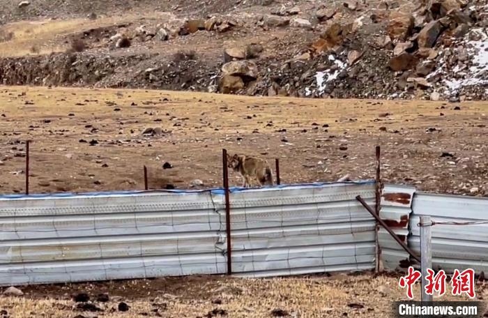 圖為闖入村民家中的野狼?！∨d海縣公安局溫泉派出所供圖