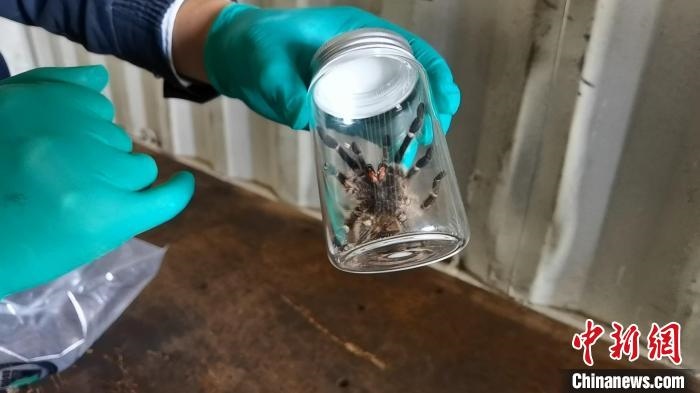 張家港海關工作人員截獲捕鳥蛛?！⊥踅〕?攝