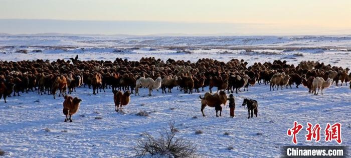 進入冬季，駱駝在戈壁灘上散養(yǎng)?！」o琨 攝