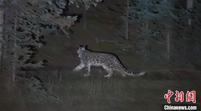 圖為被放歸自然的雪豹(資料圖)。　內(nèi)蒙古林草局供圖。