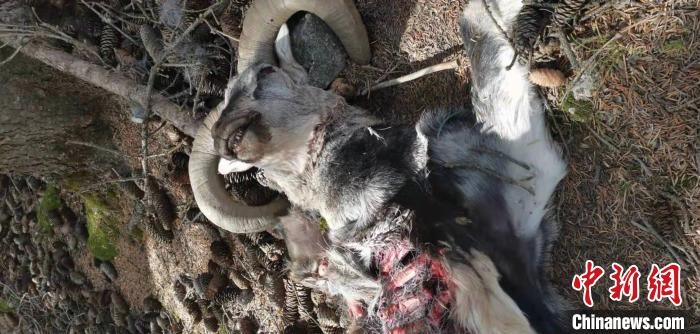 圖為疑似雪豹捕食巖羊的殘骸(資料圖)?！?nèi)蒙古賀蘭山國家級自然保護區(qū)供圖