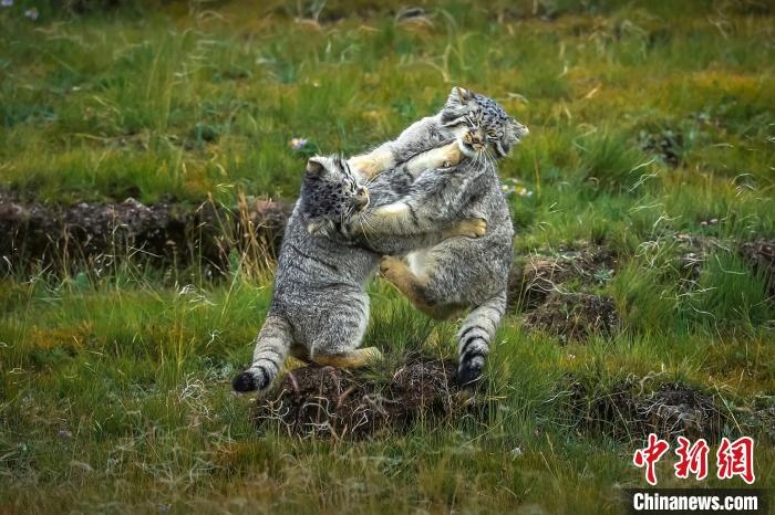 圖為作品《難分伯仲》?！〗股?攝