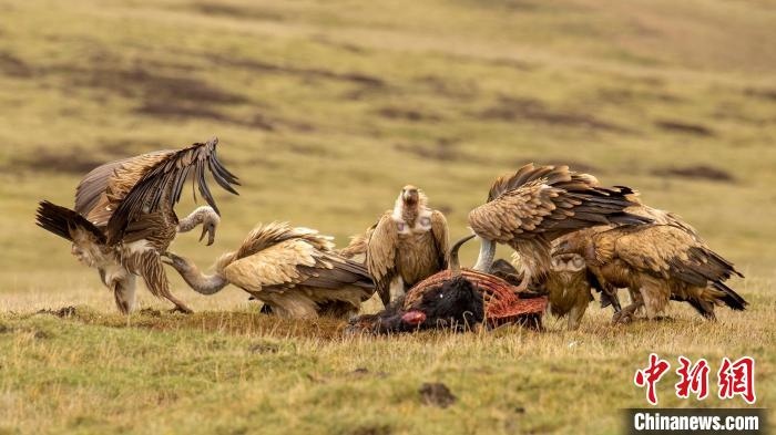 圖為作品《聚會》?！℃夭疾夭爬?攝