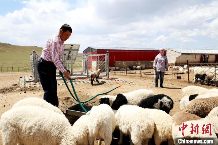 圖為圖門達(dá)來在喂羊?！埵鹧?攝