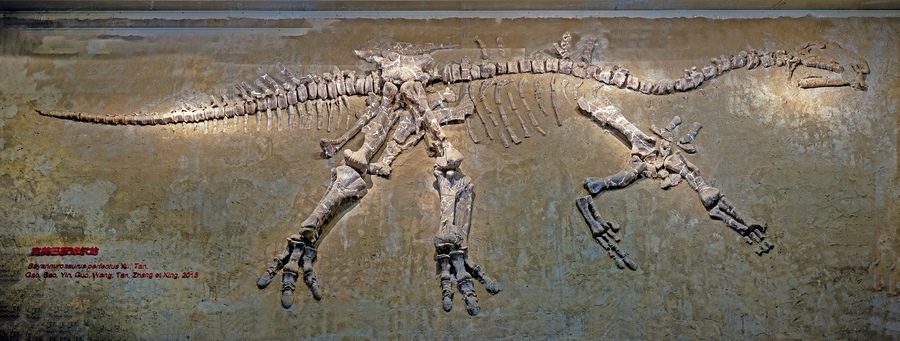 1621331886523660.png 完美巴彥淖爾龍.png