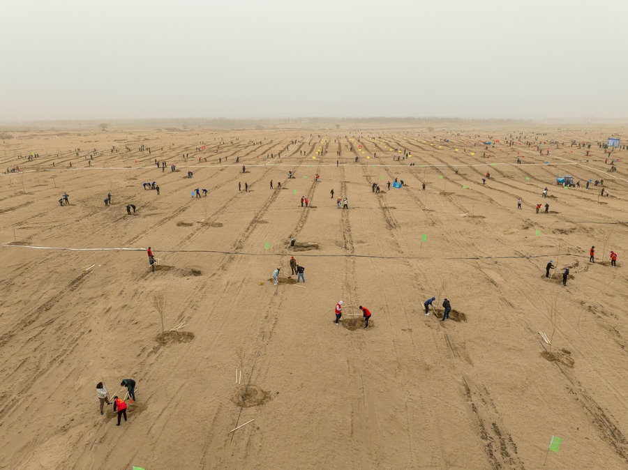 在高力板鎮(zhèn)花道卜和沙木嘎嘎查治理區(qū)，廣大干部群眾手植新綠，播種希望 （攝影：包寶音德力格爾）.JPG
