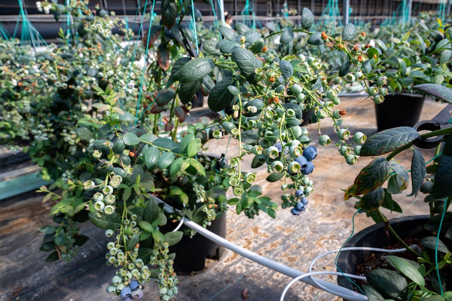 1740748107672199.jpeg WechatIMG3009.jpeg