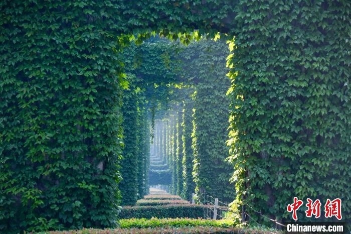 成都二環(huán)高架橋墩被植被爬滿，形成“綠野仙蹤”景觀?！埨?攝