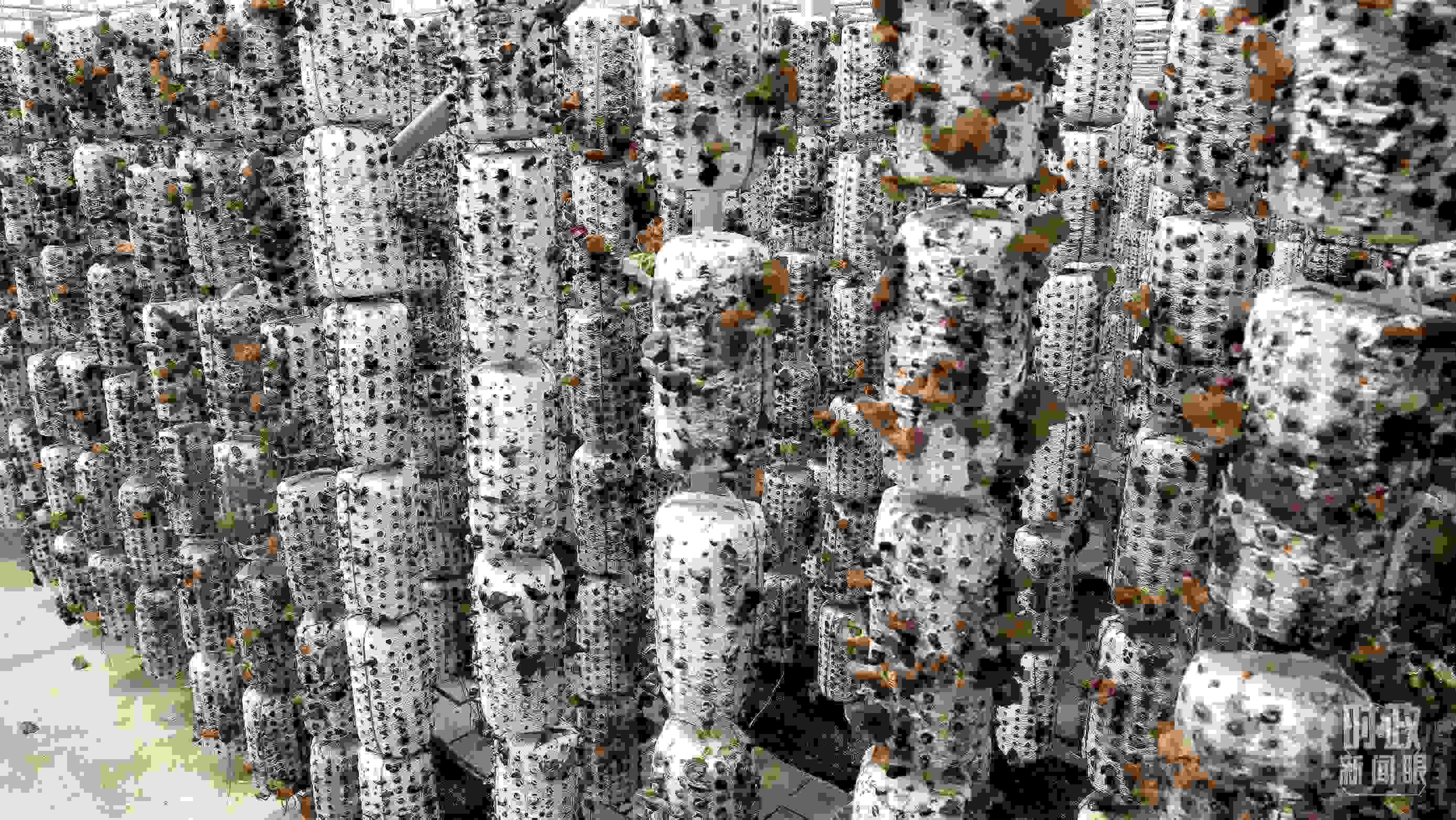 △金米村的小木耳、大產(chǎn)業(yè)。（圖／視覺中國）