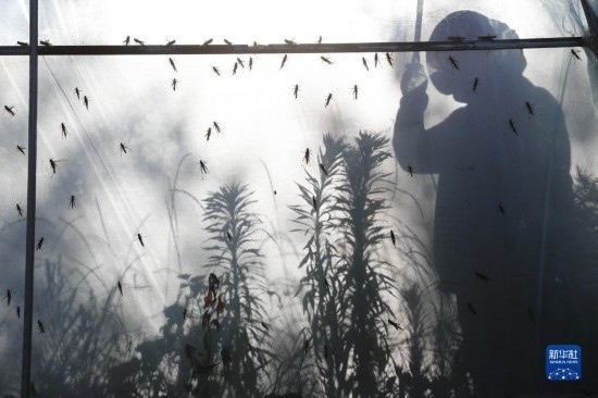 6月21日，山東省樂陵市西段鄉(xiāng)岔河村東亞飛蝗養(yǎng)殖基地的養(yǎng)殖戶在大棚內(nèi)忙碌。新華社記者 范長國 攝