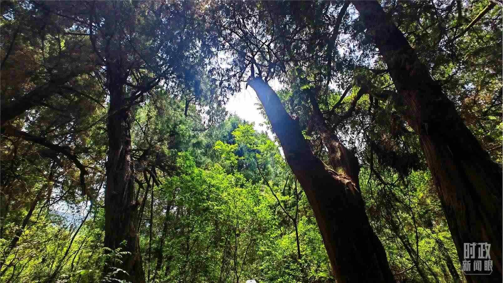 △翠云廊內(nèi)，古柏郁郁蔥蔥。（總臺(tái)央視記者程鋮拍攝）