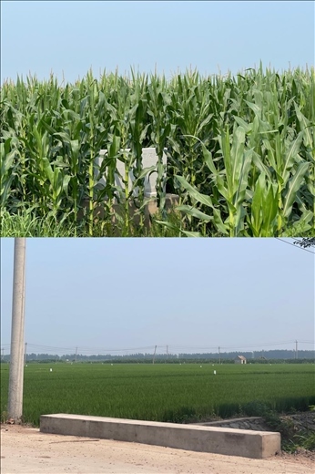 玉米和水稻正常情況下該有的長勢(shì)(中國之聲記者江曉晨 攝)