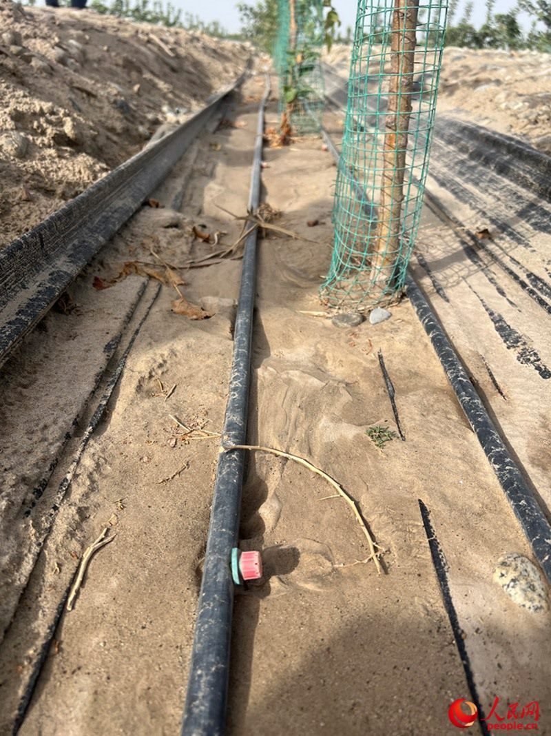 水肥一體化滴灌技術(shù)，可極大節(jié)約用水量。人民網(wǎng)記者 常雪梅攝