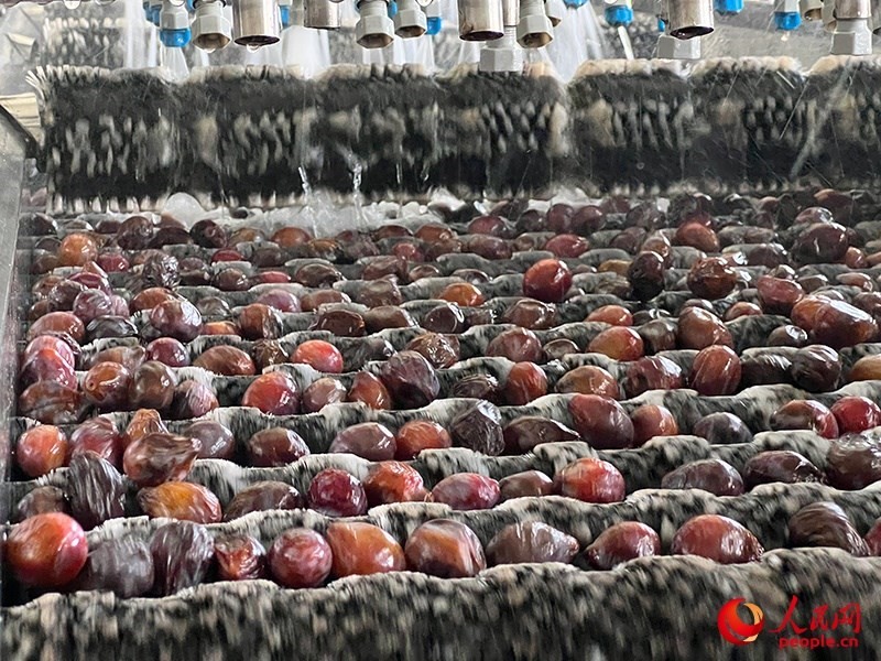 清洗西梅。人民網記者 常雪梅攝