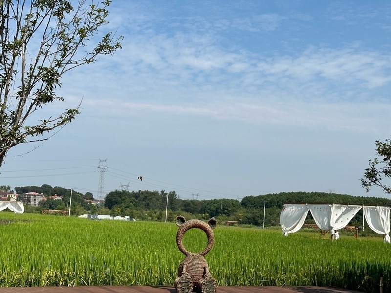 林語未來村打造農(nóng)家畈田園綜合體。人民網(wǎng) 王紹紹攝