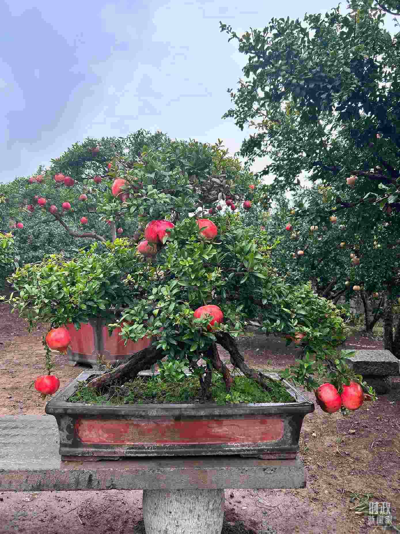 △冠世榴園內(nèi)的石榴盆栽。（總臺(tái)央視記者黎兵拍攝）