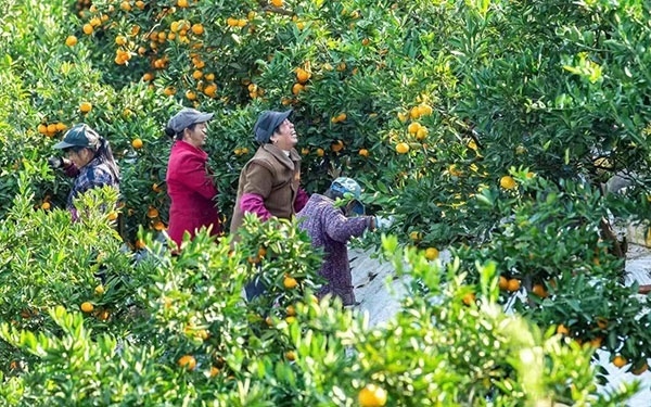 農(nóng)戶在果園中采摘果實。湖南省石門縣融媒體中心 唐亞翔攝