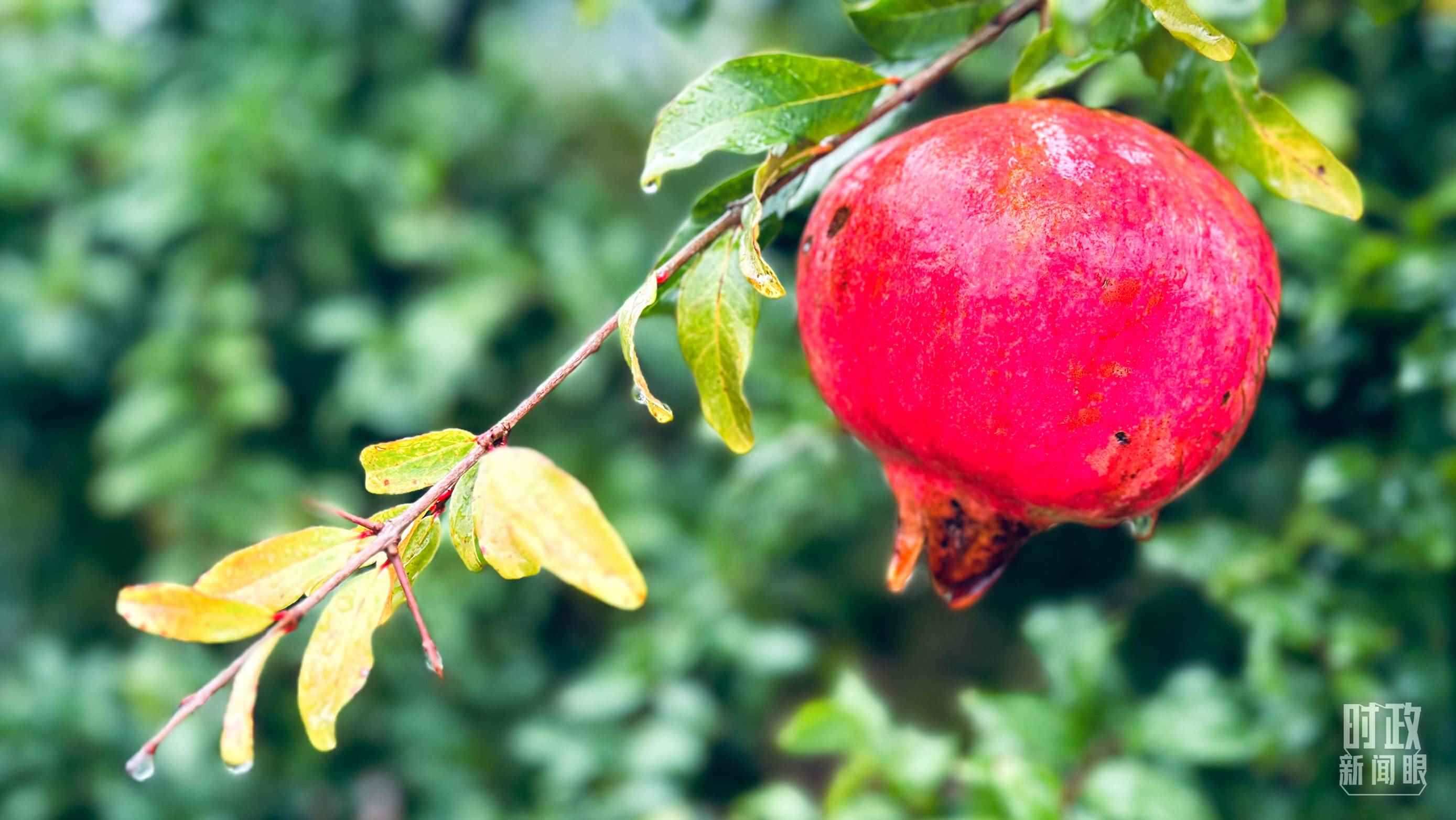 △山東省棗莊市冠世榴園，石榴紅了。（總臺(tái)央視記者范一鳴拍攝）