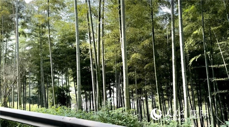 沿途中的竹林。人民網(wǎng)記者 周雨攝