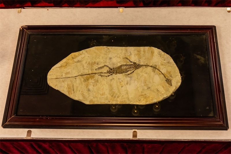 潛龍化石。國家文物局供圖