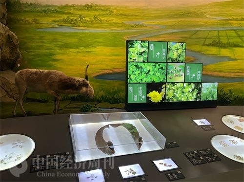  （中醫(yī)藥博物館展出的各類中藥材令人應(yīng)接不暇。中國經(jīng)濟周刊記者 郭志強 攝）