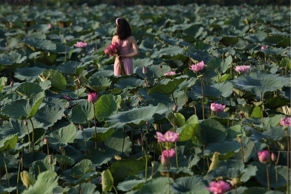 這是2020年7月15日，一名女子在越南首都河內(nèi)西湖畔的荷花叢中留影。