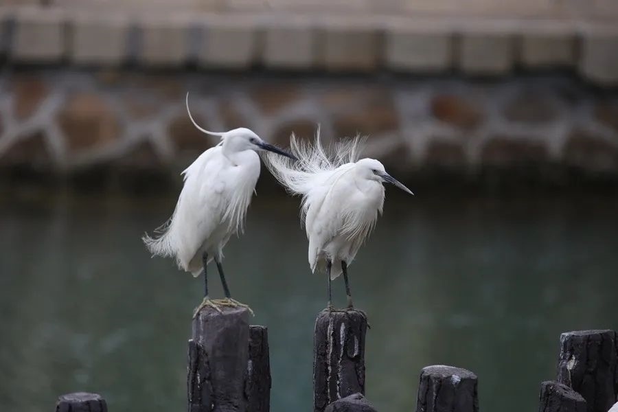 筼筜湖白鷺。人民網(wǎng)記者 陳博 攝