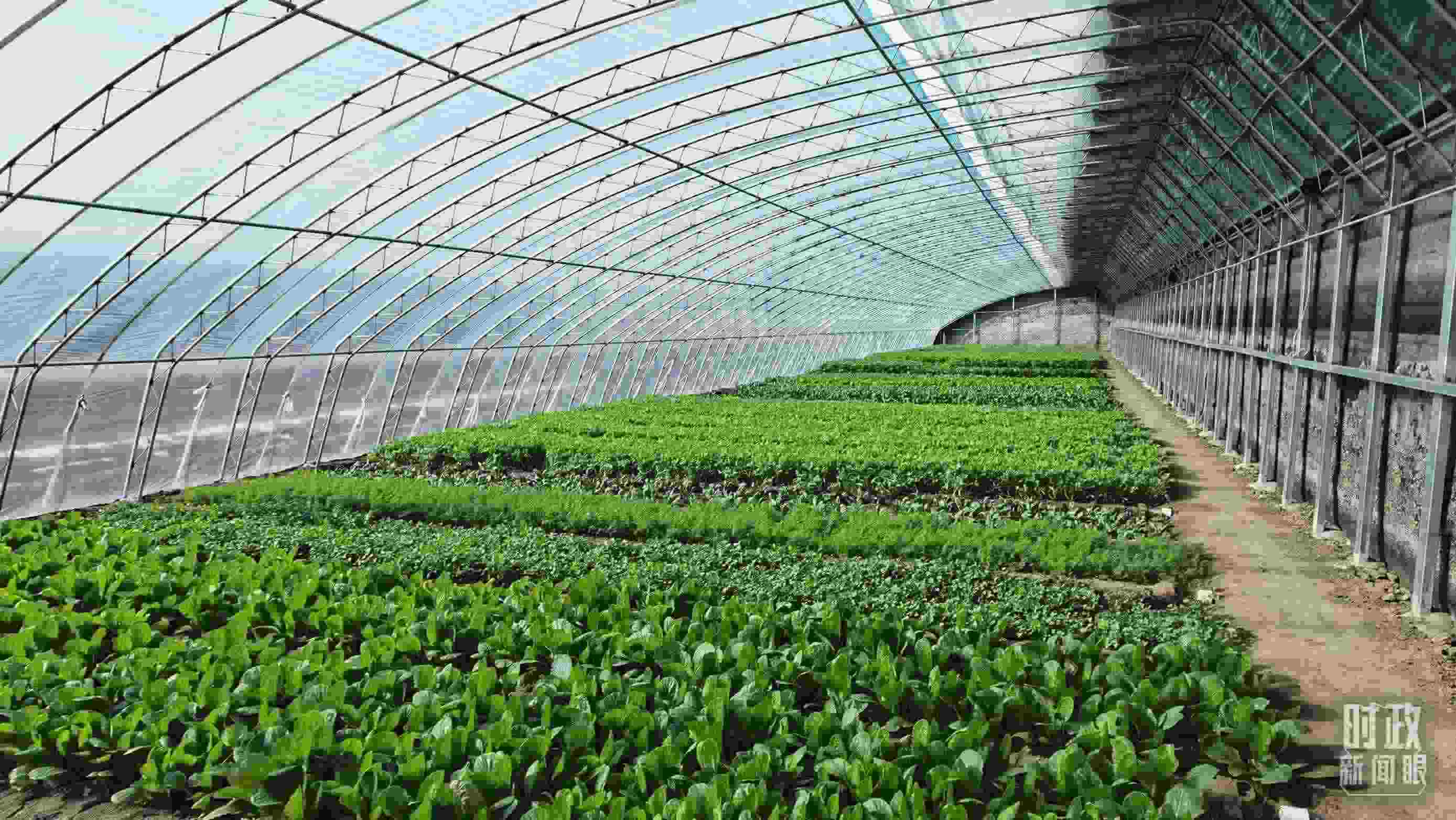 △第六埠村蔬菜大棚。（總臺(tái)央視記者郭鴻拍攝）