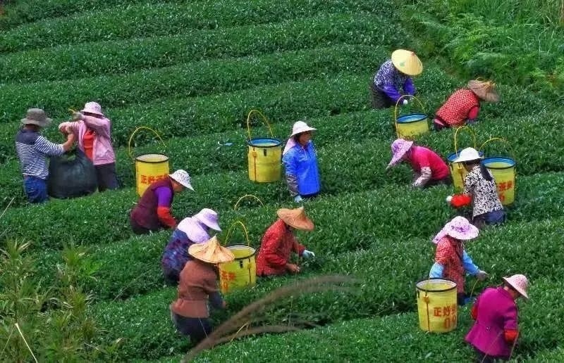 △軍營村茶農(nóng)在茶園采茶。