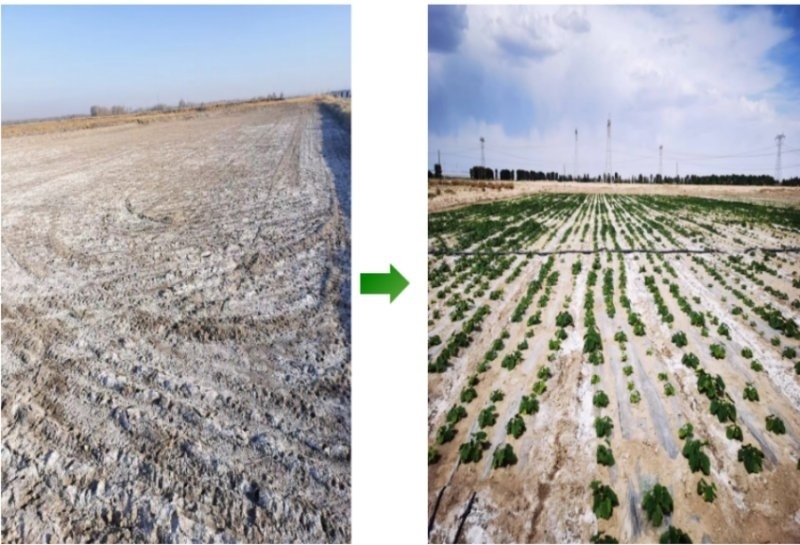 鹽堿地成良田。黃花農(nóng)場(chǎng)供圖