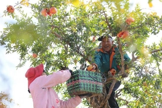 紅彤彤的石榴掛滿枝頭，農(nóng)戶們穿梭在林中采摘，享受著豐收的喜悅。