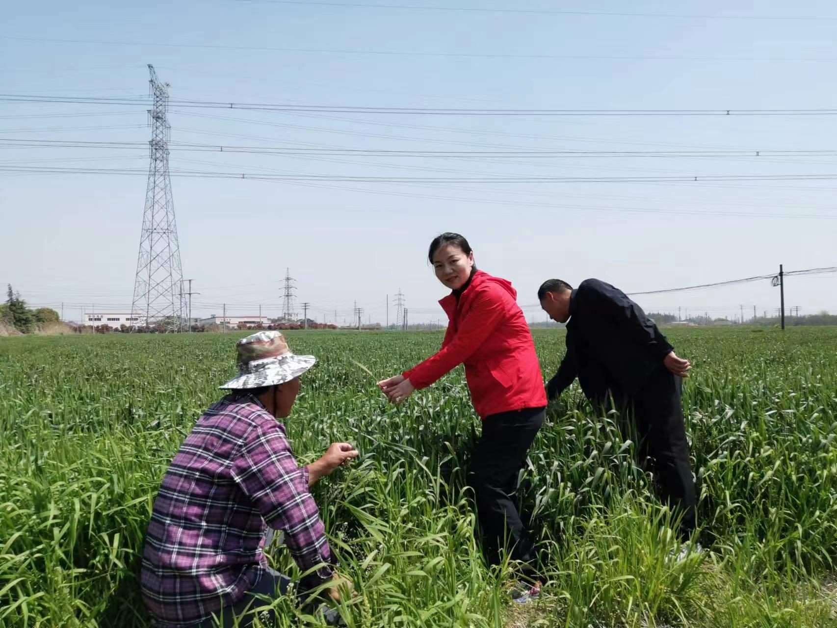 魏巧在田間察看農(nóng)作物長(zhǎng)勢(shì)。