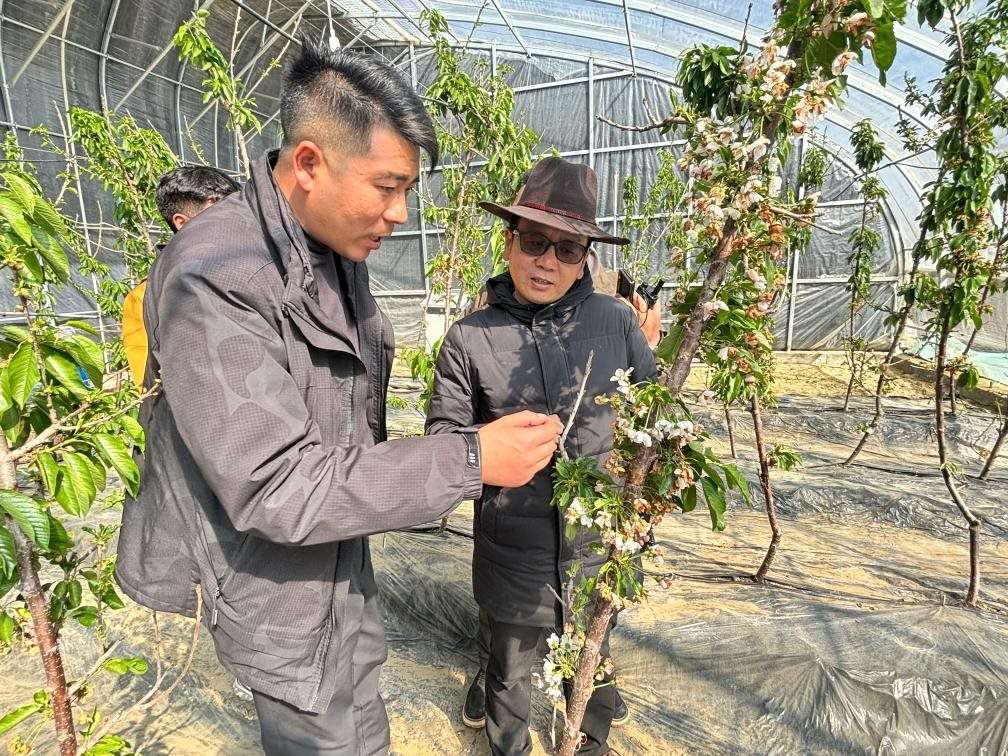 山東援藏小組及技術(shù)人員在大棚查看果蔬長勢(shì)。（受訪者供圖）
