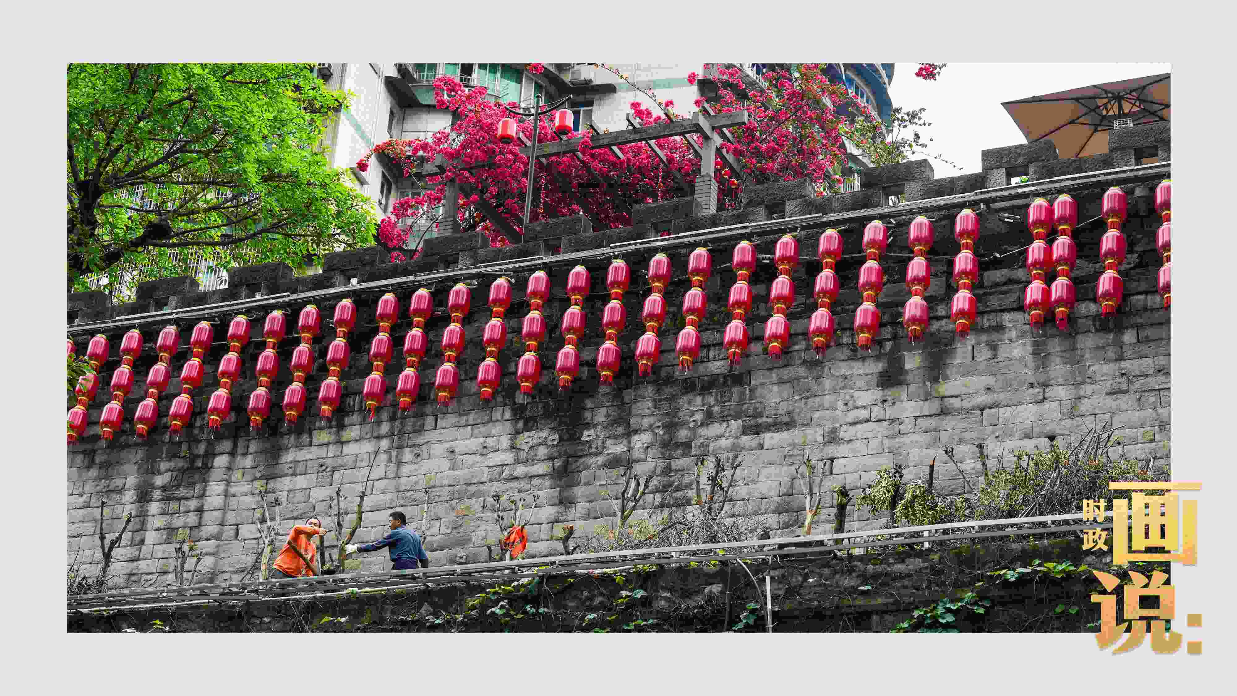 △盛放的三角梅下，園林工人修剪著古老通遠(yuǎn)門城墻上的一抹新綠。