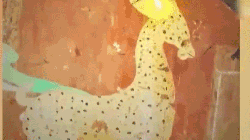 在全新技術(shù)支持下，敦煌莫高窟實(shí)現(xiàn)了窟內(nèi)文物窟外看的新體驗(yàn)。