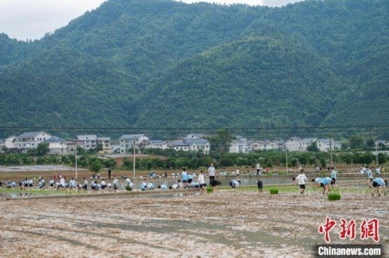 圖為5月21日，綏陽縣旺草中學(xué)學(xué)生在旺草萬畝大壩體驗(yàn)插秧。唐哲 攝