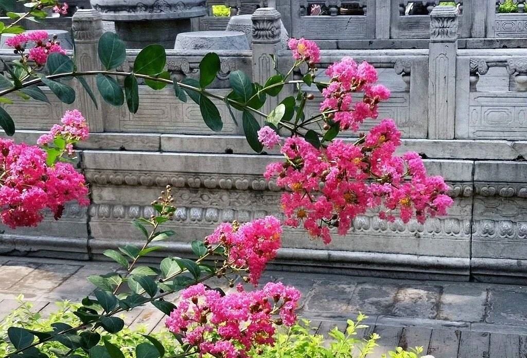 夏天的故宮一角。故宮博物院供圖