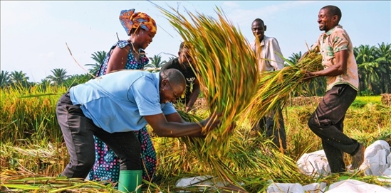 2018 年，中國(guó)農(nóng)業(yè)專家組在布隆迪布班扎省吉漢加縣設(shè)立首個(gè)水稻減貧示范村。圖為當(dāng)?shù)剞r(nóng)戶在稻田里給雜交水稻脫粒（2023 年 6 月 20 日攝） 韓旭攝 / 本刊