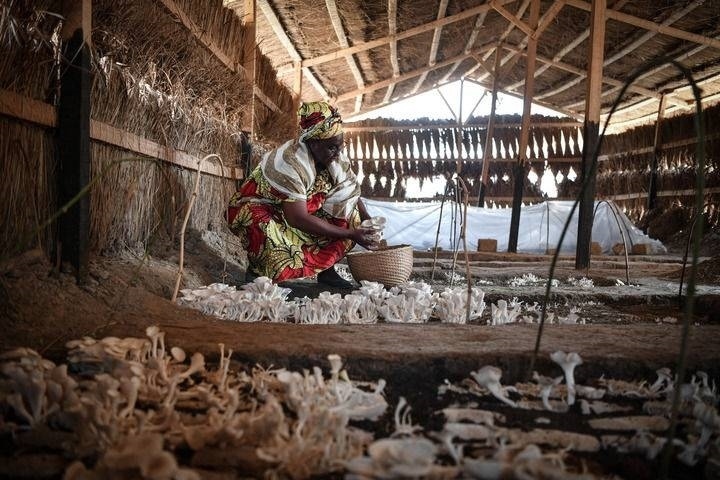2024年2月6日，在中非共和國達(dá)馬拉，法蒂瑪在菇棚內(nèi)收獲菌草菇。2022年，法蒂瑪在聽說中國菌草專家在班吉傳授技術(shù)后主動(dòng)前往學(xué)習(xí)，從一間小菌棚起步，逐漸擴(kuò)大為如今小有名氣的合作社。新華社記者 韓旭 攝