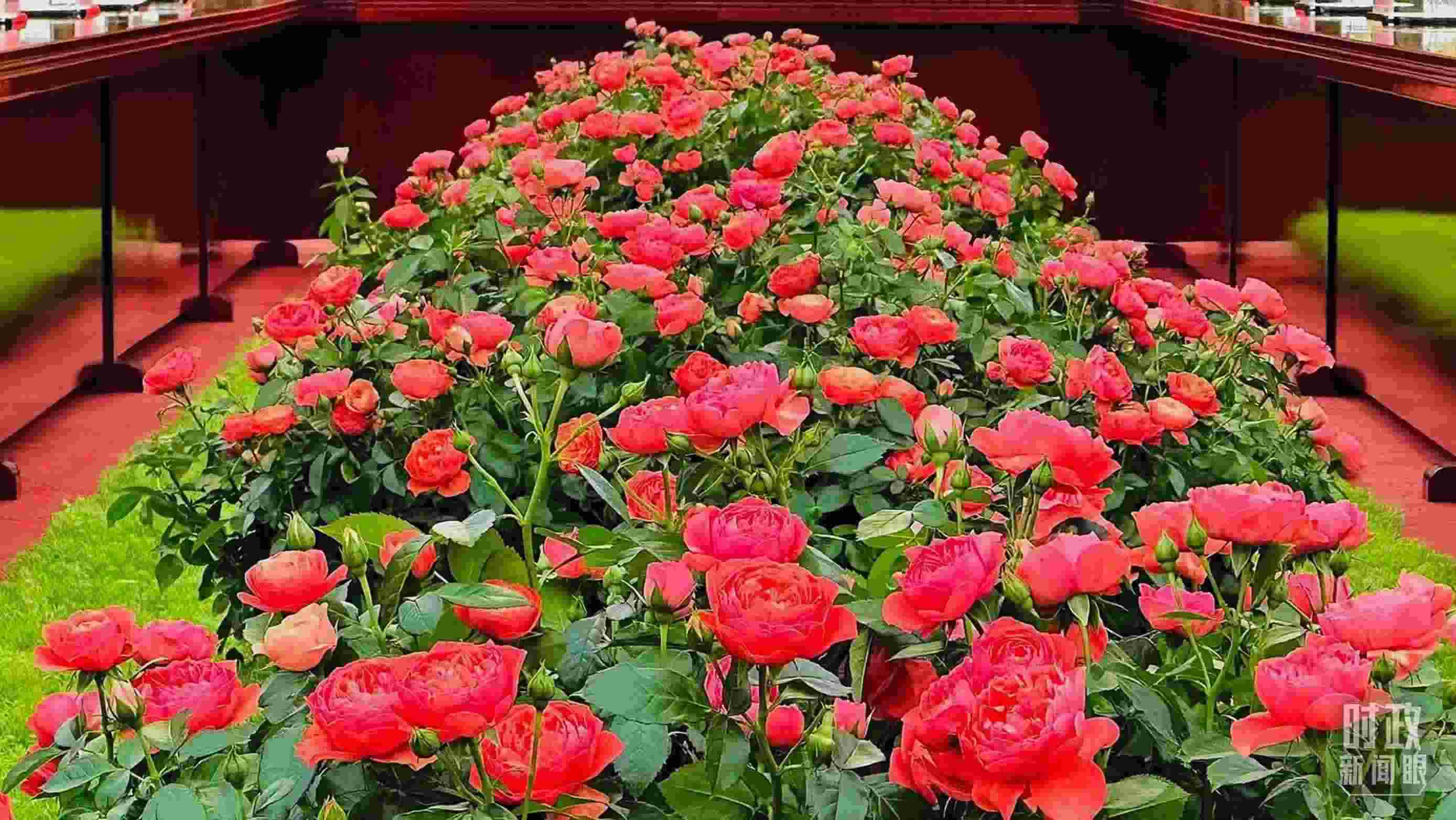 東大廳會談桌中間擺放的紅果汁月季，象征著蓬勃與堅韌。（總臺央視記者范一鳴拍攝）