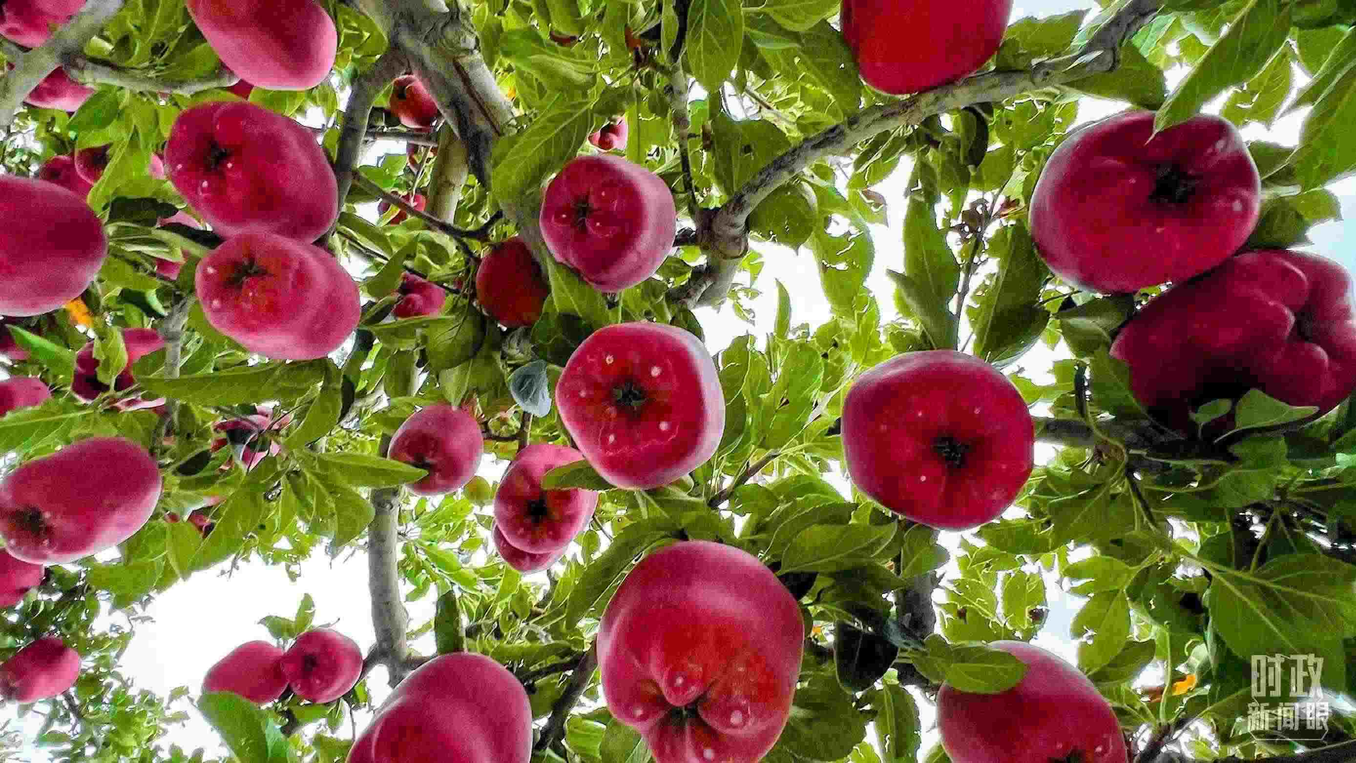 △ 麥積區(qū)南山花牛蘋果基地。（總臺(tái)央視記者程鋮拍攝）