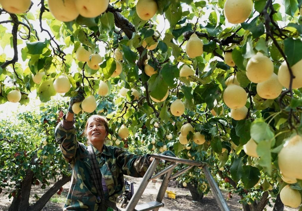 9月13日，河北省晉州市的農(nóng)民在果園采摘鴨梨。新華社記者楊世堯 攝