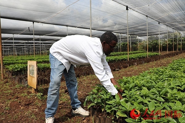 農(nóng)場(chǎng)協(xié)調(diào)員艾哈邁德·耶曼正在檢查咖啡幼苗。人民網(wǎng)記者 沈小曉攝