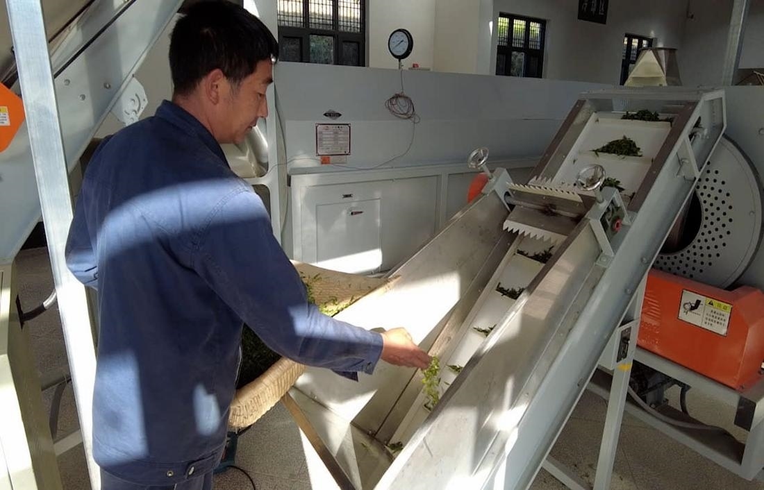  茶廠工人正在查看茶青質(zhì)量。 受訪者供圖