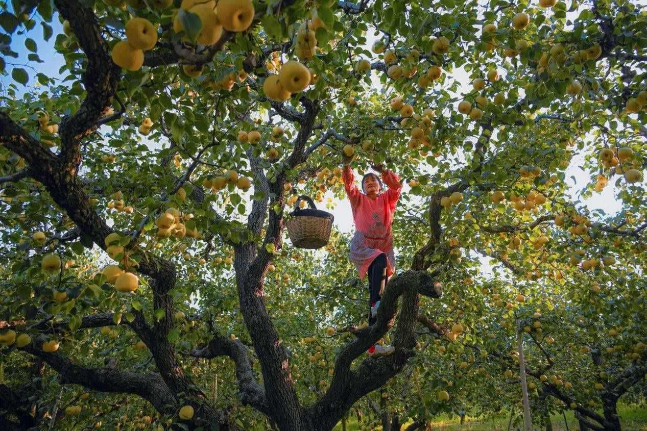 2024年10月4日，安徽省宿州市碭山縣程莊鎮(zhèn)衡樓村百年老梨園里，梨農(nóng)在忙著采摘酥梨。來(lái)源:人民圖片